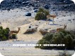 1303240949 - 000 - namibia desert springbock 1
